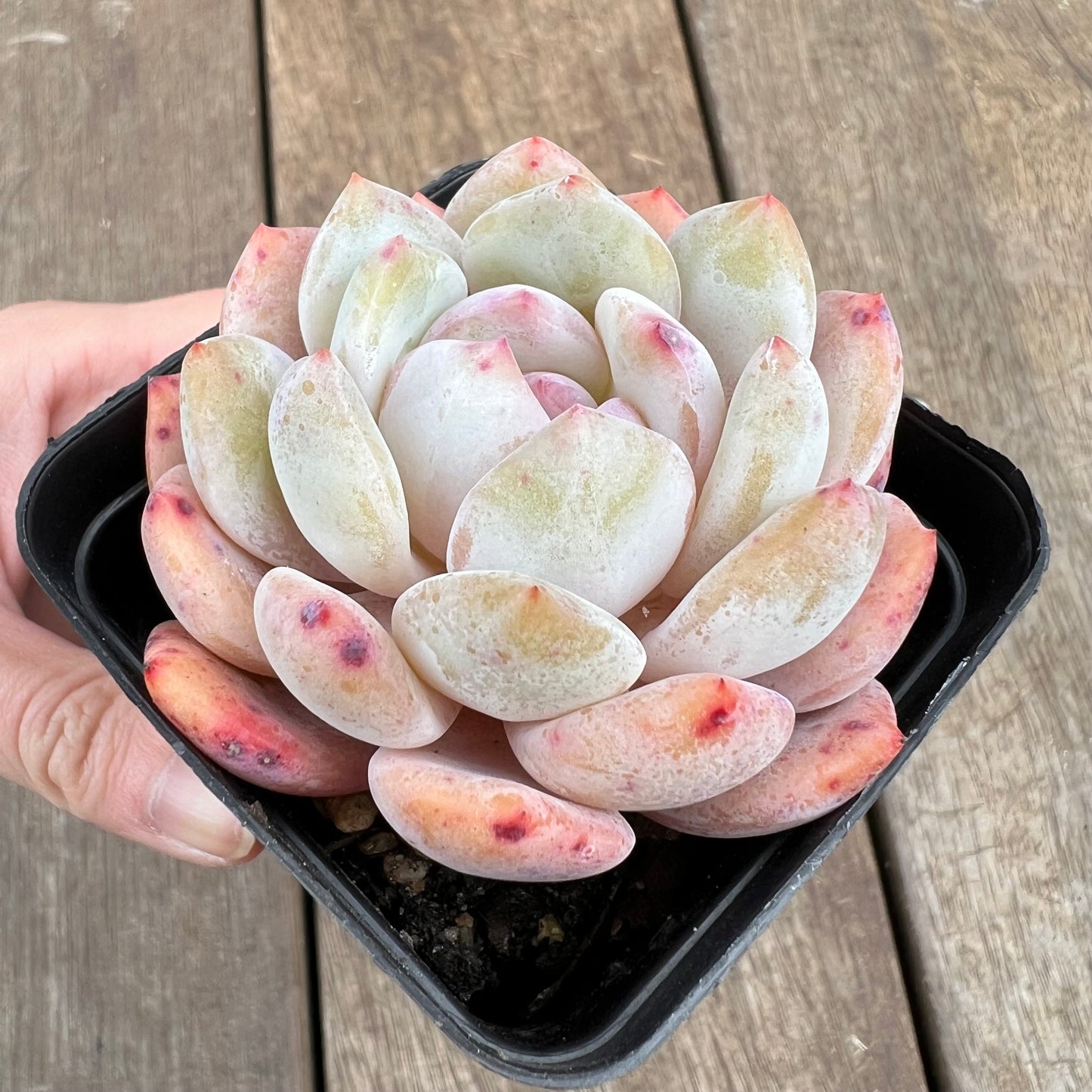 1807 Echeveria Snow Angel
