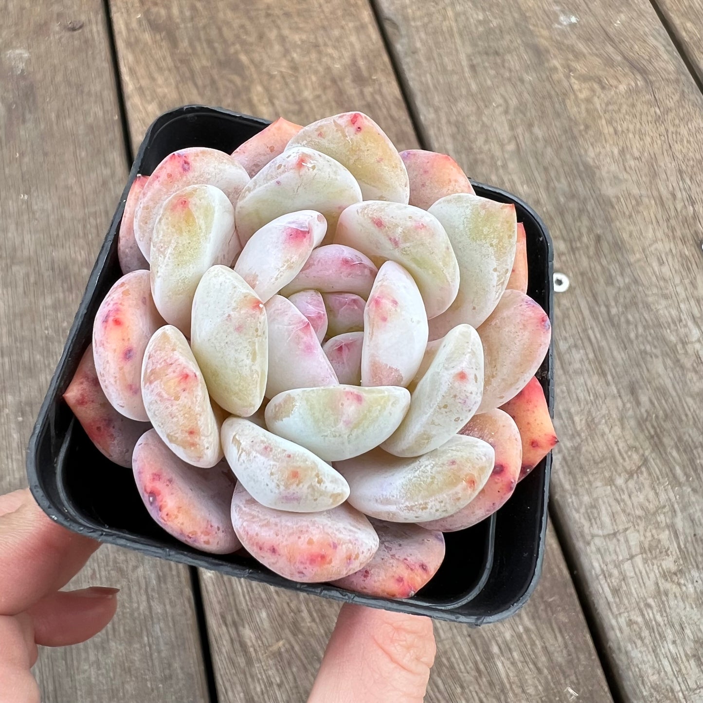 1807 Echeveria Snow Angel