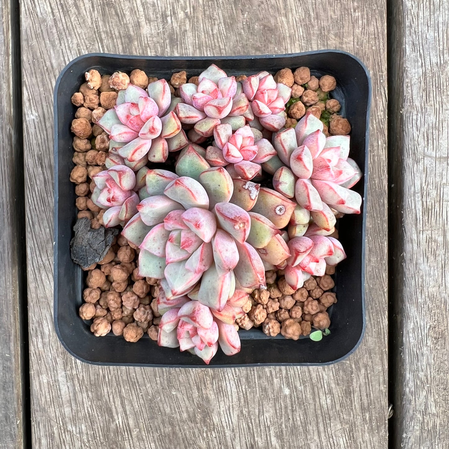 1807 Echeveria Subcorymbosa Lau 030