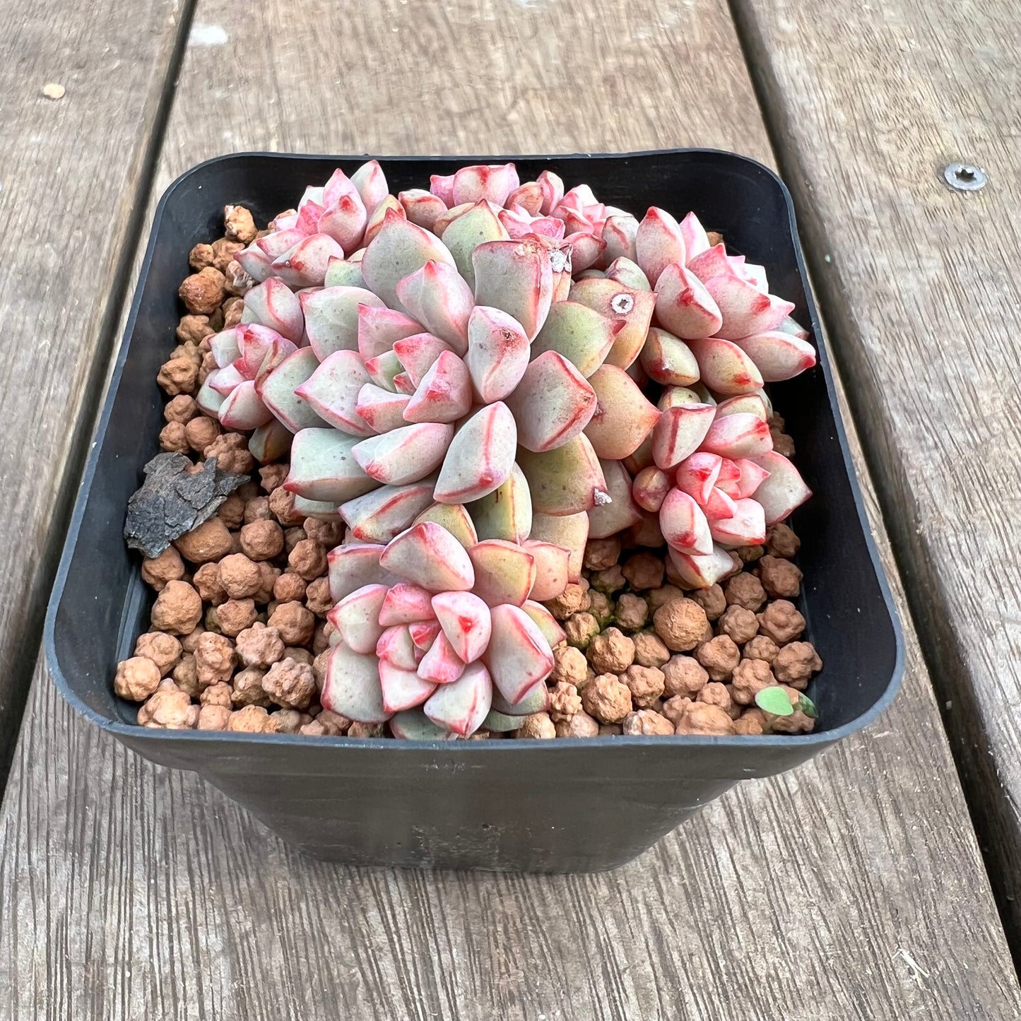 1807 Echeveria Subcorymbosa Lau 030