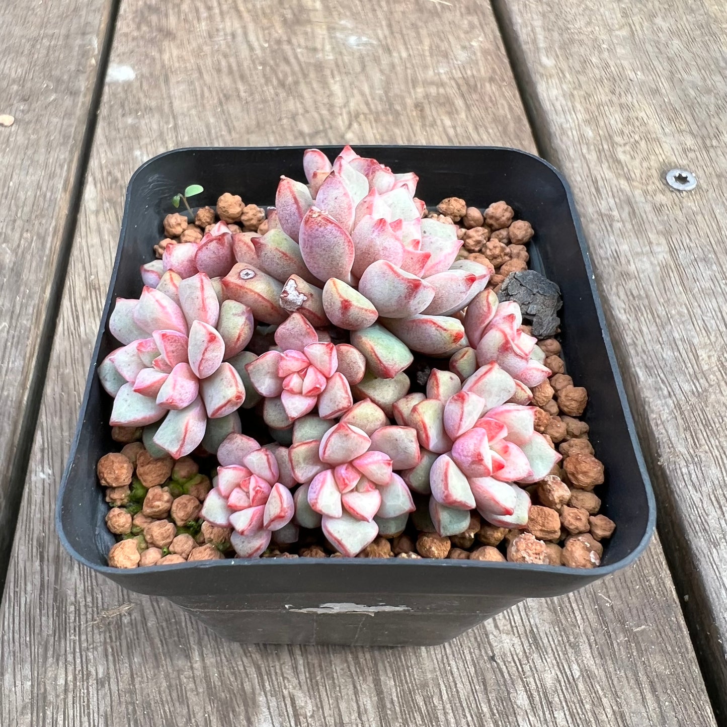 1807 Echeveria Subcorymbosa Lau 030