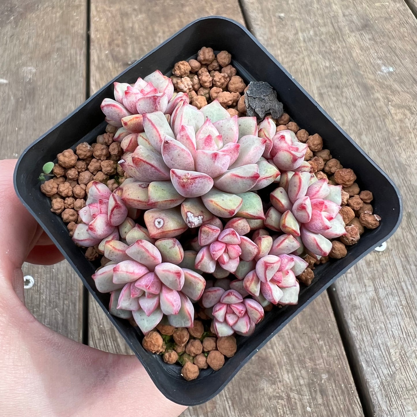 1807 Echeveria Subcorymbosa Lau 030