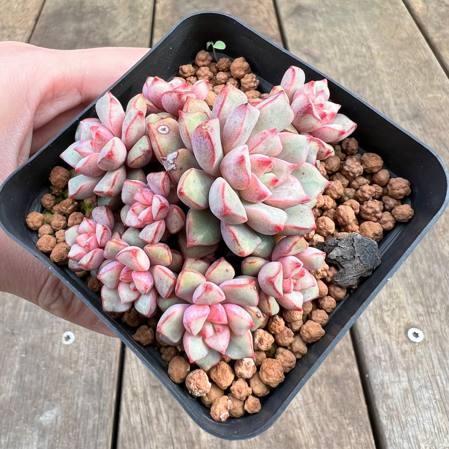 1807 Echeveria Subcorymbosa Lau 030