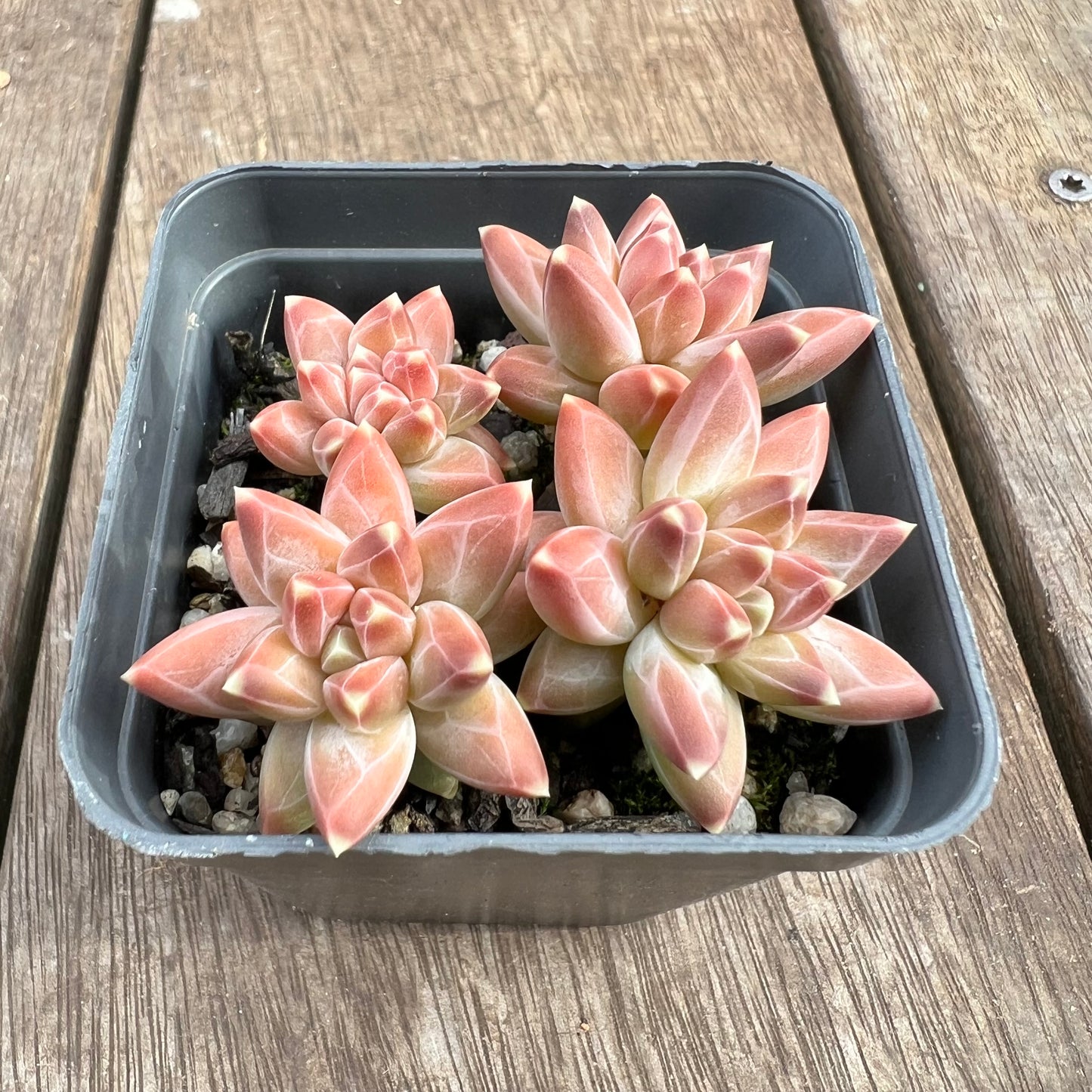 1807 Pachyphytum Chiseled Stones