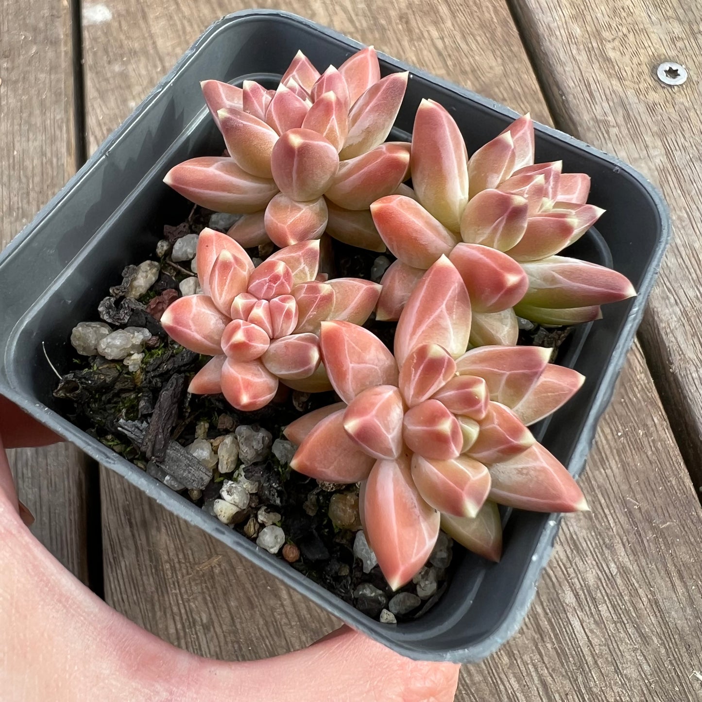 1807 Pachyphytum Chiseled Stones