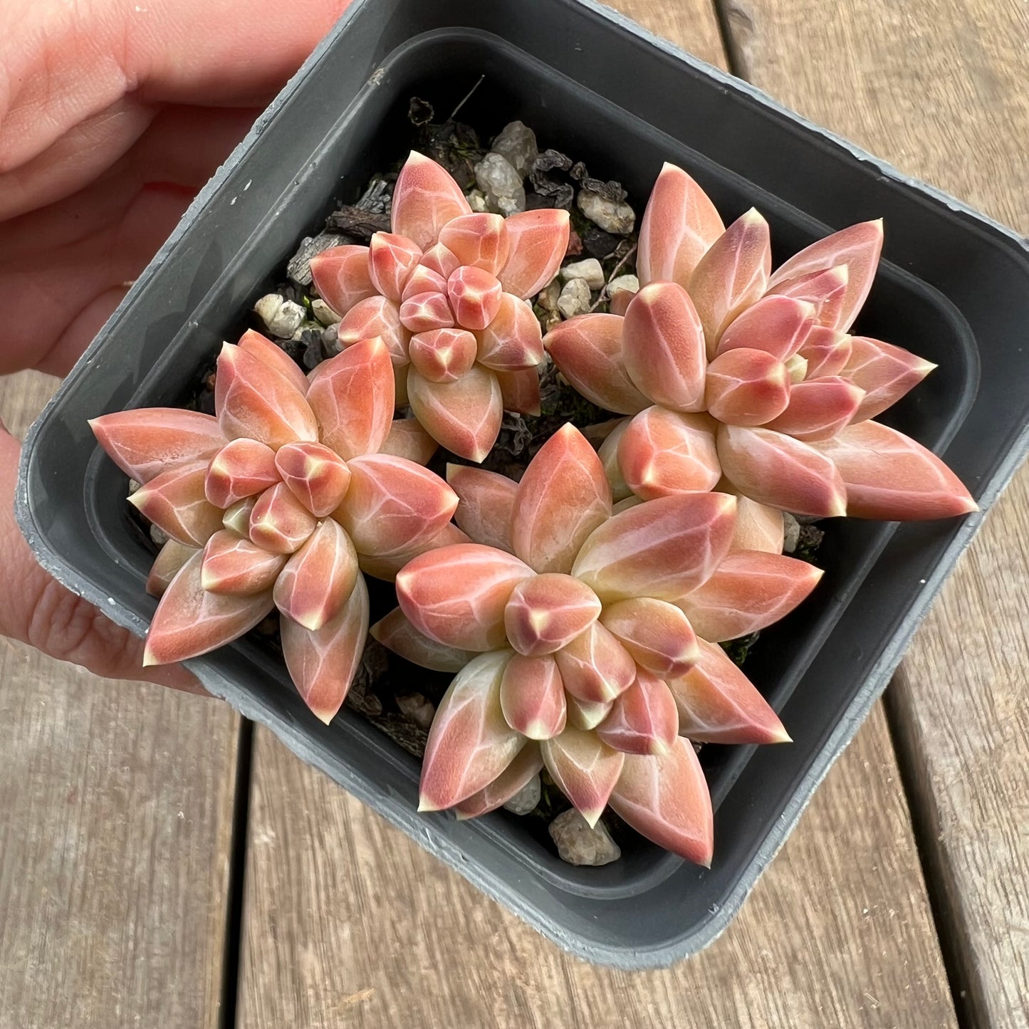 1807 Pachyphytum Chiseled Stones