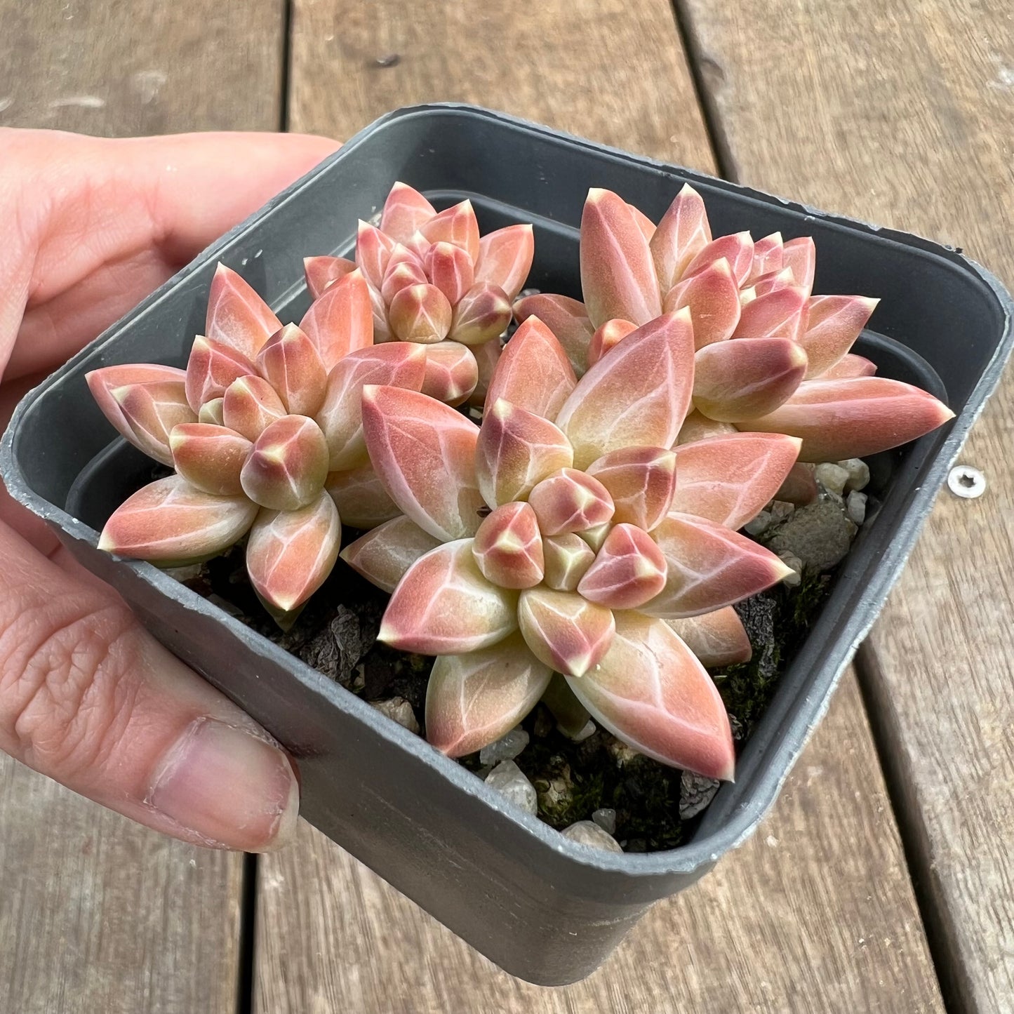 1807 Pachyphytum Chiseled Stones