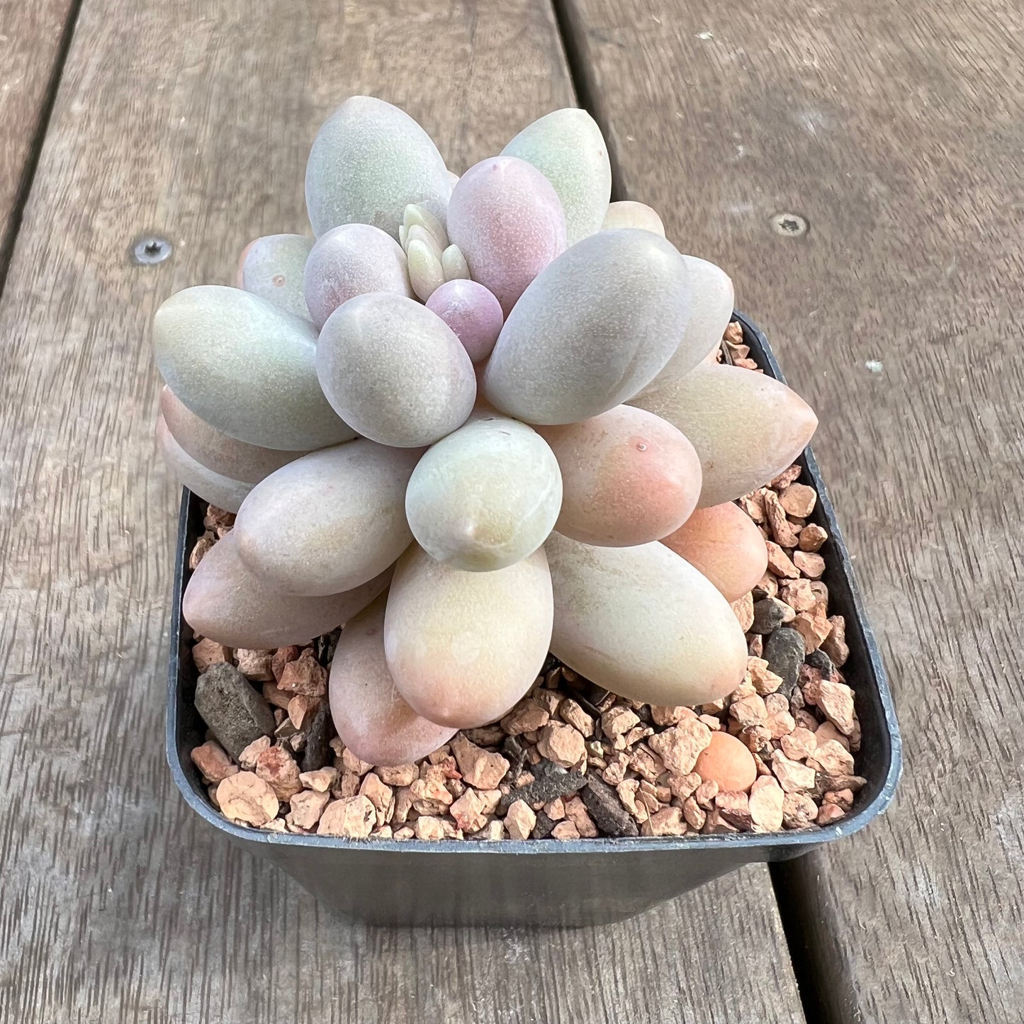 1807 Pachyphytum 'Egg Tart'