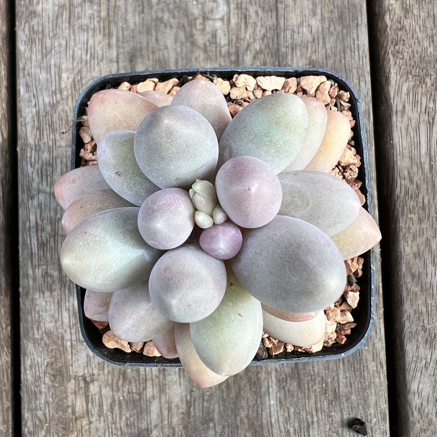 1807 Pachyphytum 'Egg Tart'