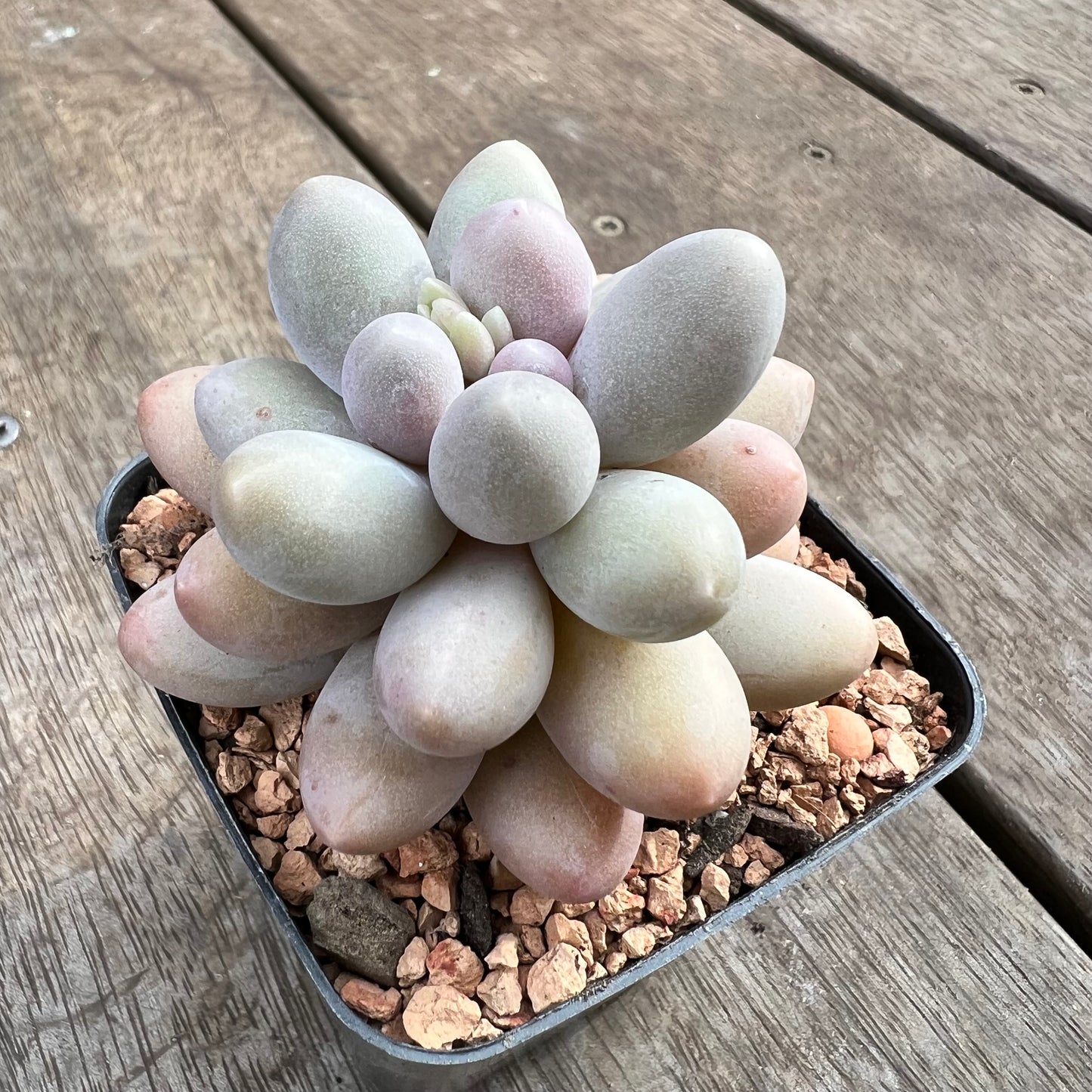 1807 Pachyphytum 'Egg Tart'