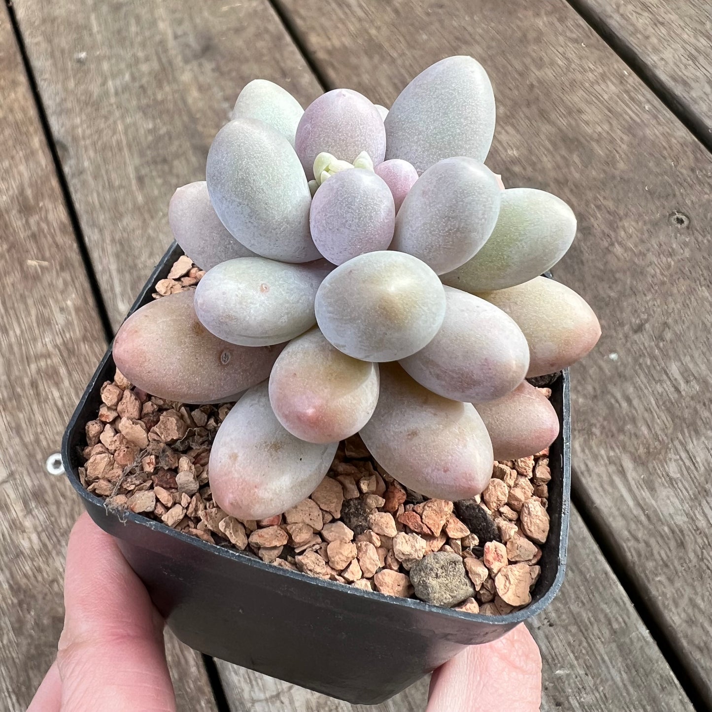1807 Pachyphytum 'Egg Tart'