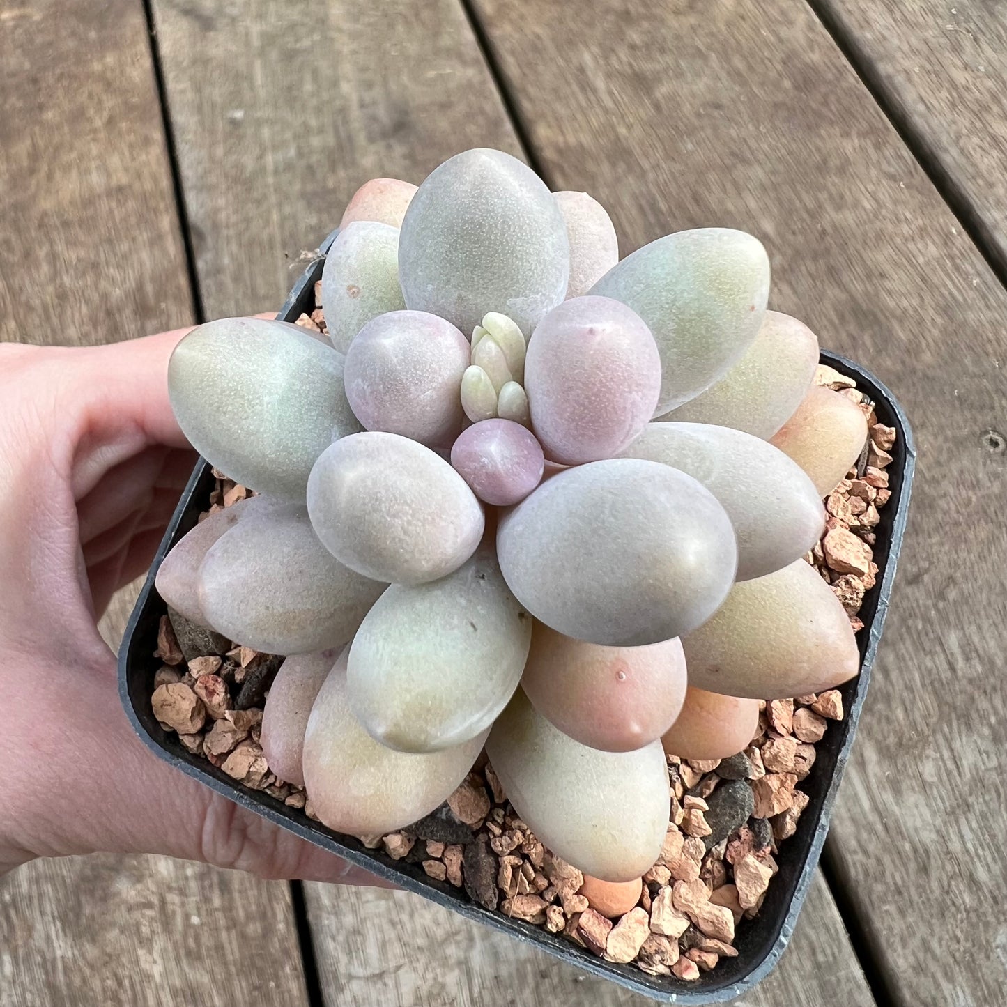 1807 Pachyphytum 'Egg Tart'