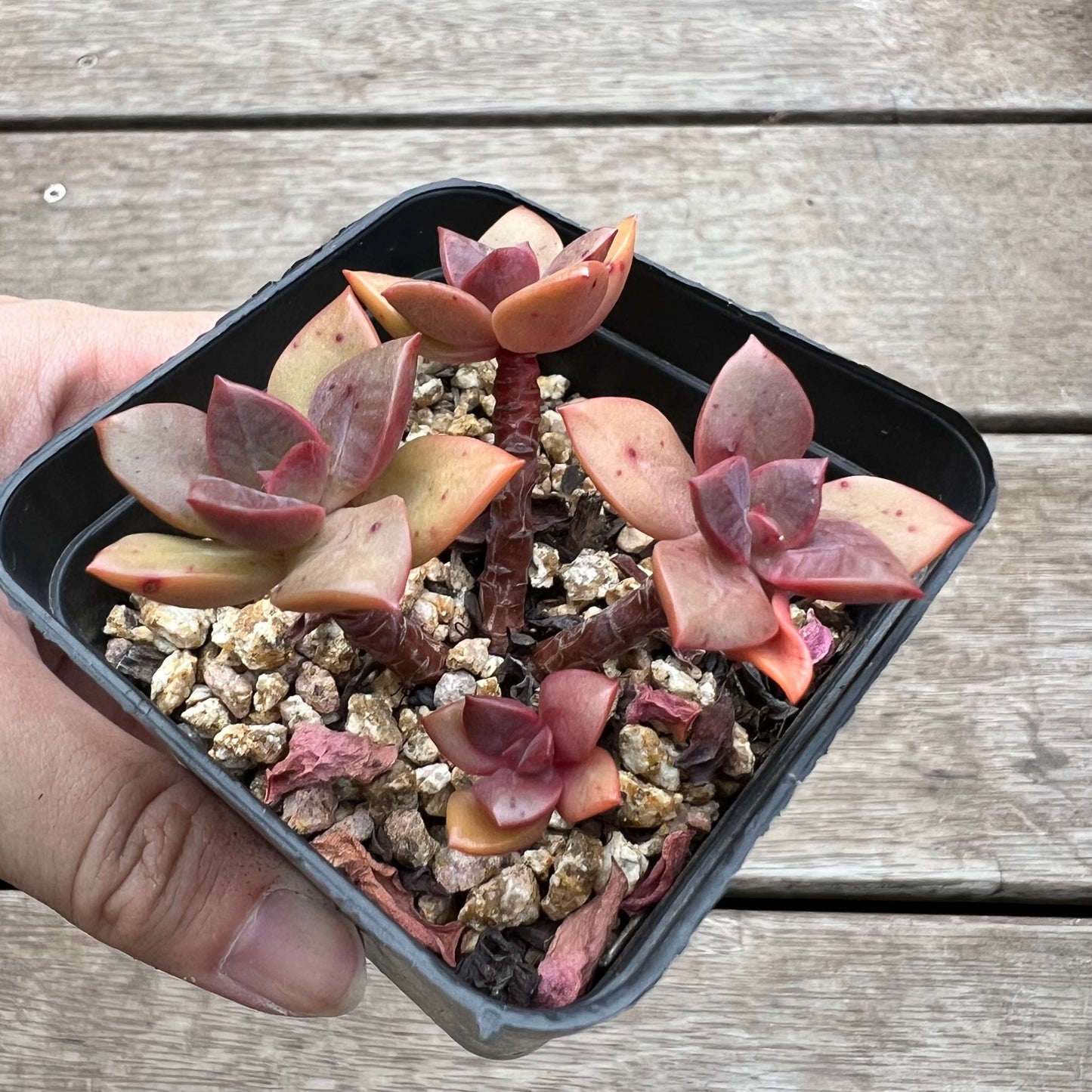 1903 油彩莲(群生)