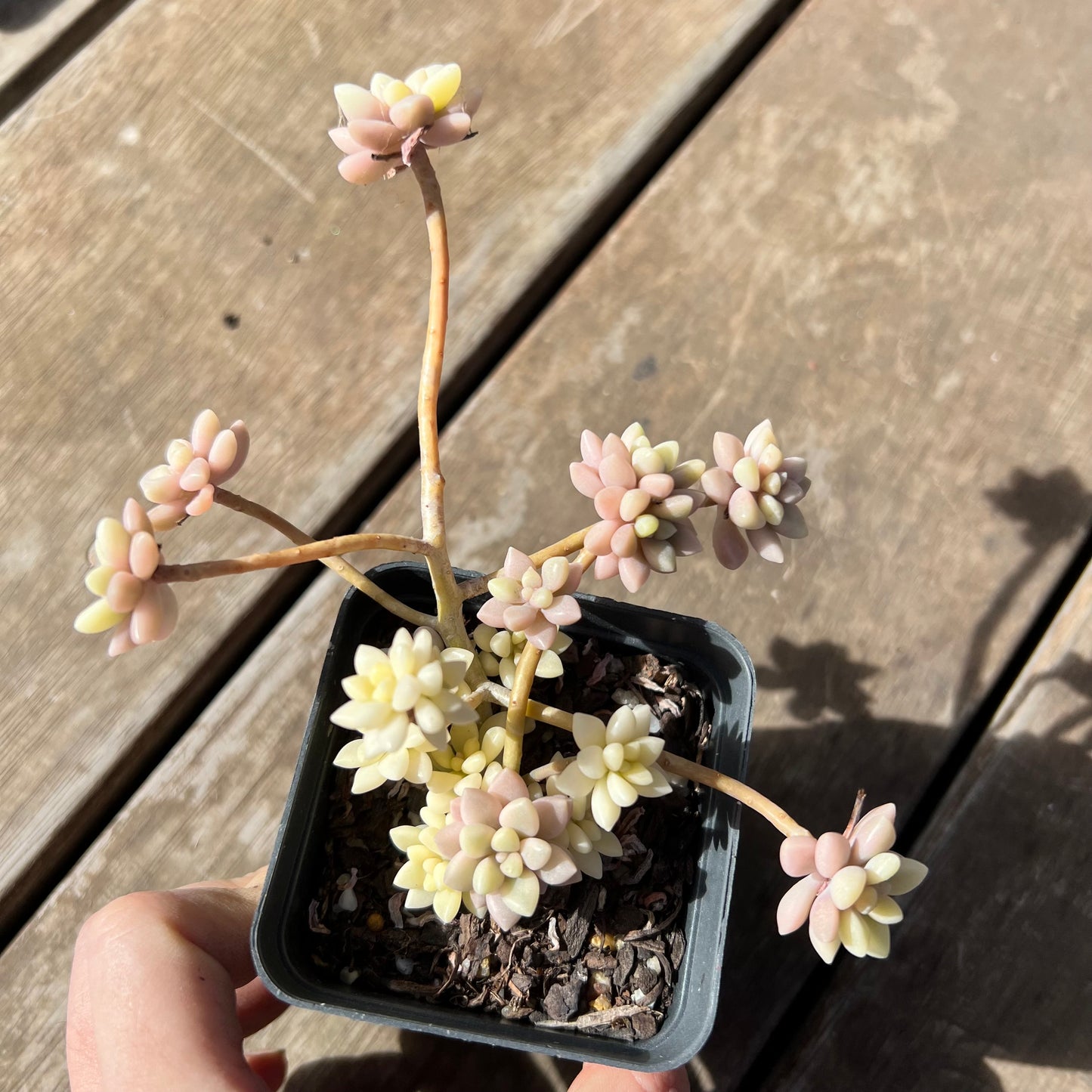 1903 Graptopetalum Mirinae Variegated
