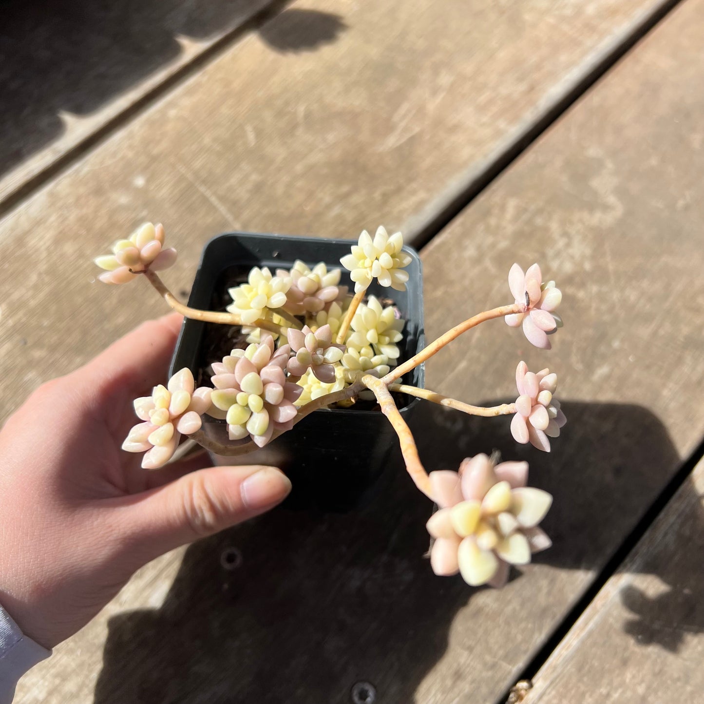 1903 Graptopetalum Mirinae Variegated