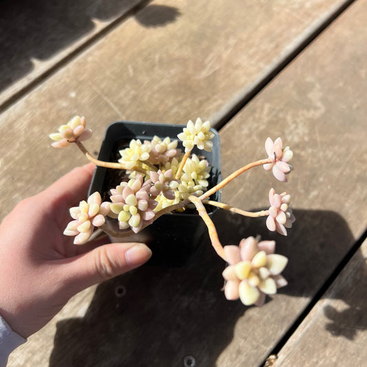 1903 Graptopetalum Mirinae Variegated