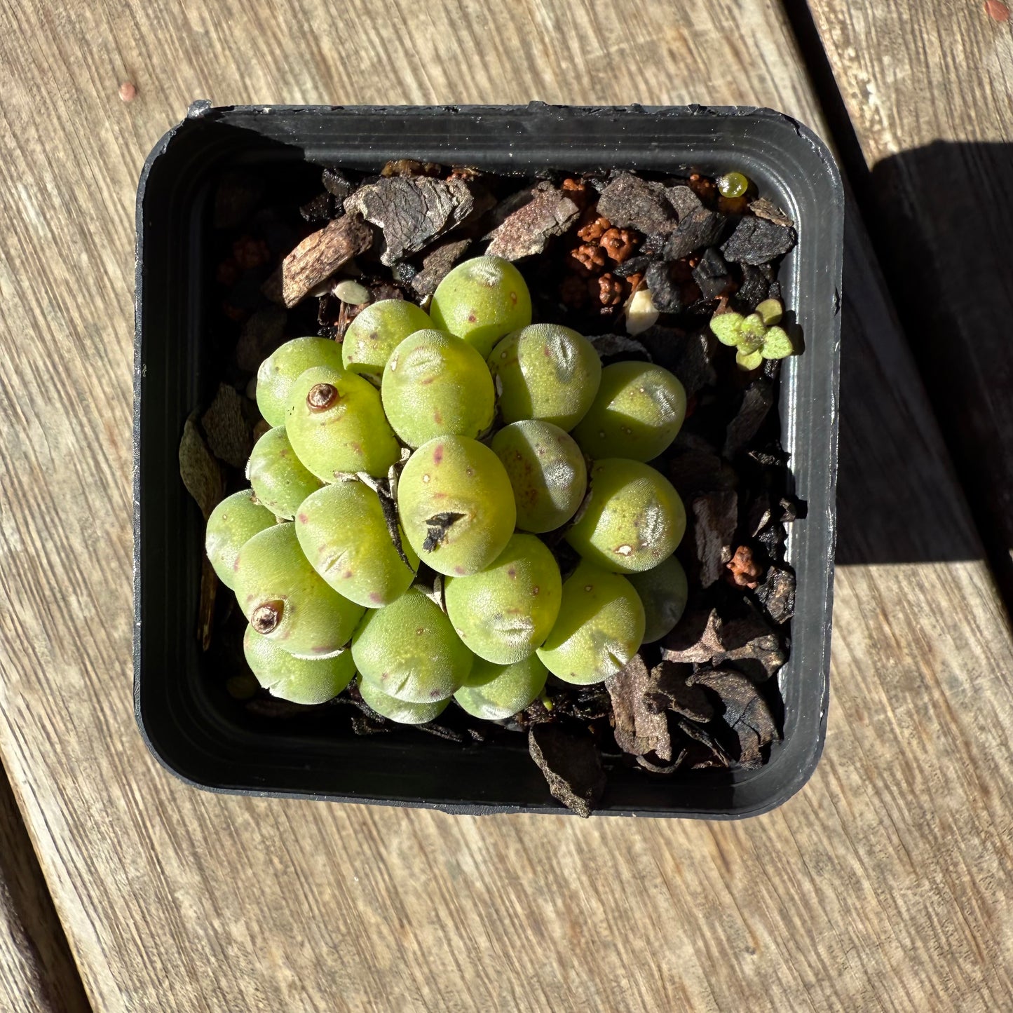 1908 Conophytum sp.