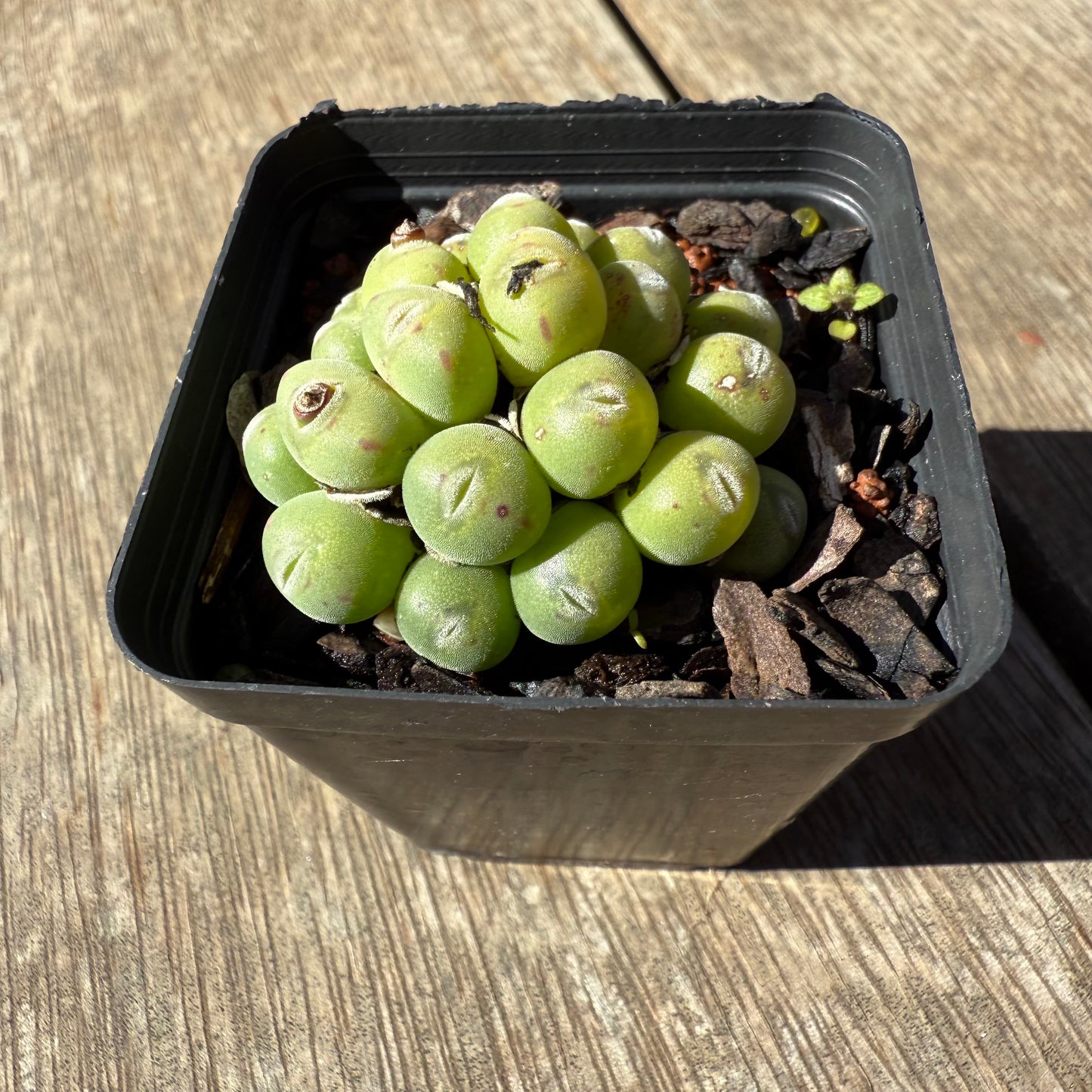 1908 Conophytum sp.