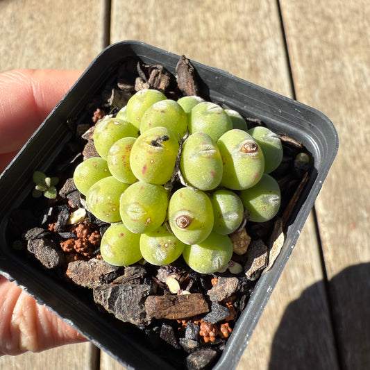 1908 Conophytum sp.