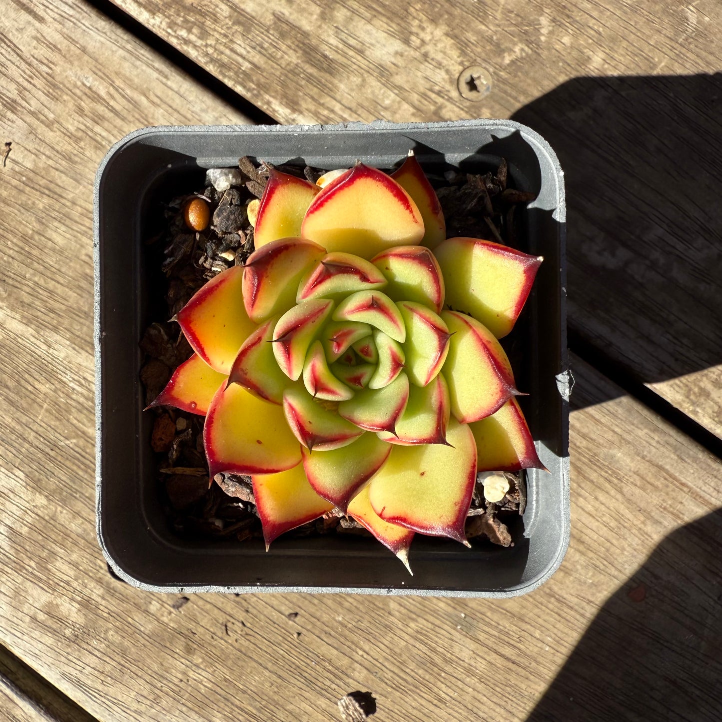 1908 Echeveria Agavoides Ebony 'Scarlet Maiden'
