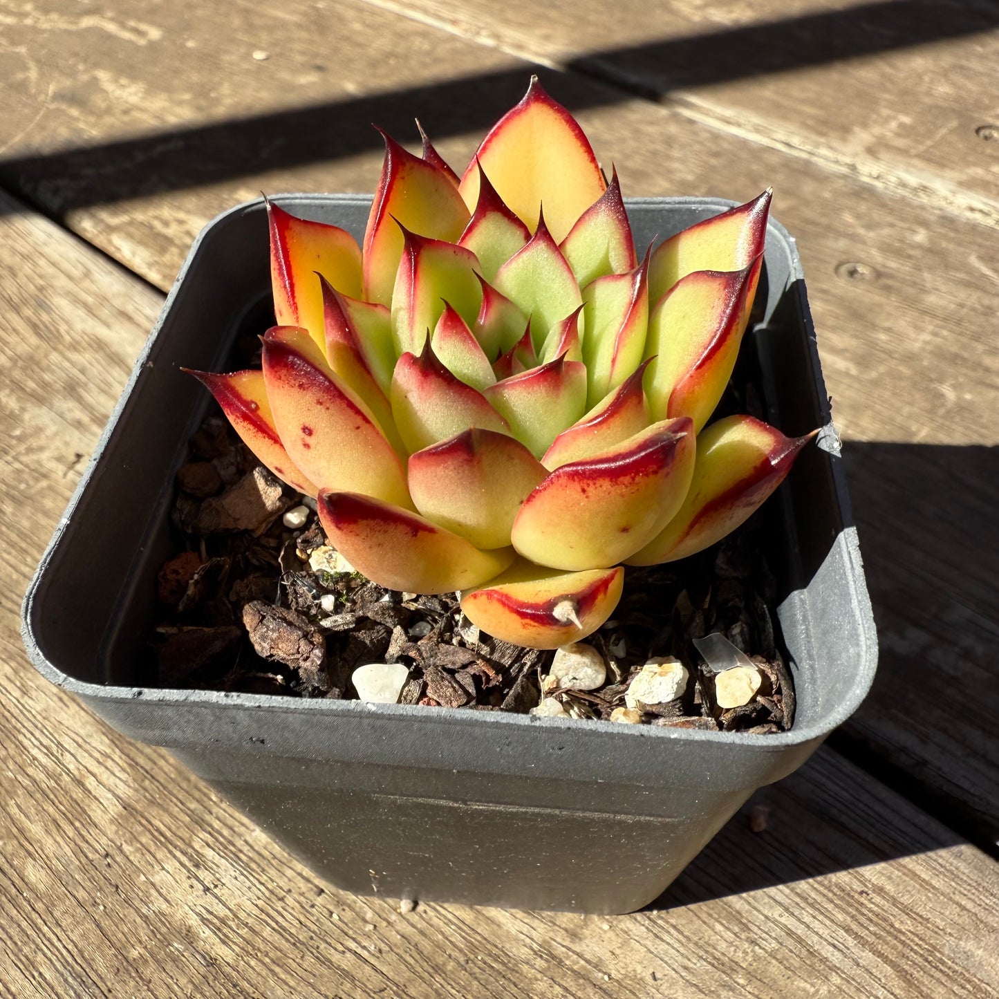 1908 Echeveria Agavoides Ebony 'Scarlet Maiden'