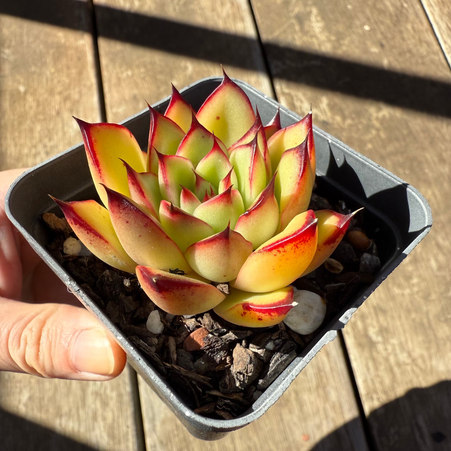 1908 Echeveria Agavoides Ebony 'Scarlet Maiden'