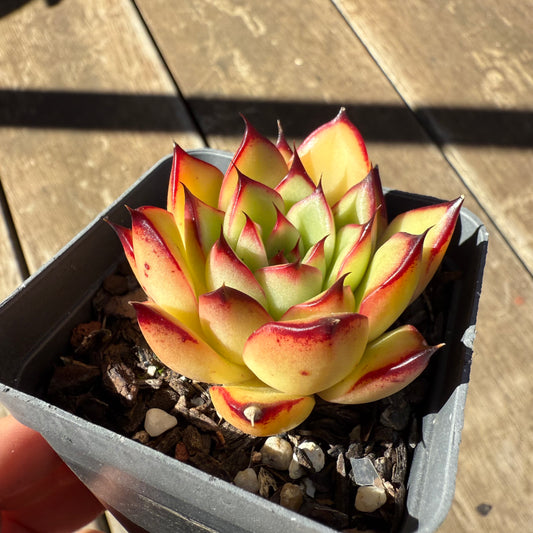 1908 Echeveria Agavoides Ebony 'Scarlet Maiden'