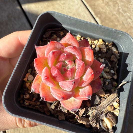 1908 Echeveria Agavoides Floriana