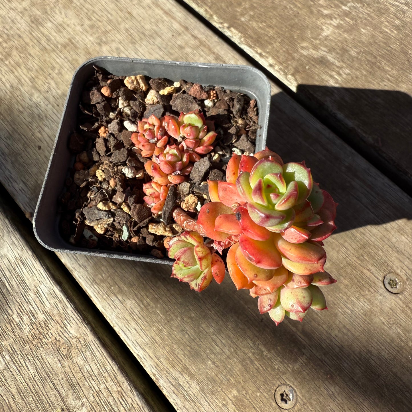 1908 Echeveria Agnes Rose