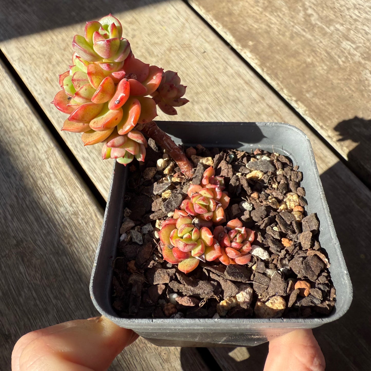 1908 Echeveria Agnes Rose