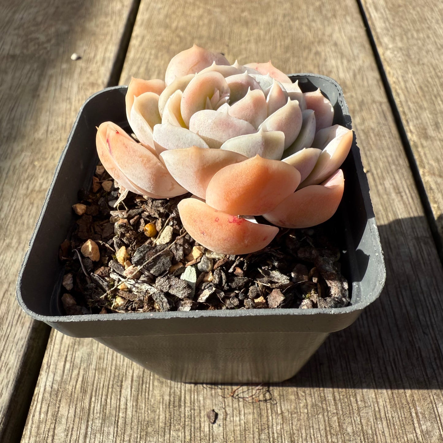1908 Echeveria elegans 'Cream Berry'