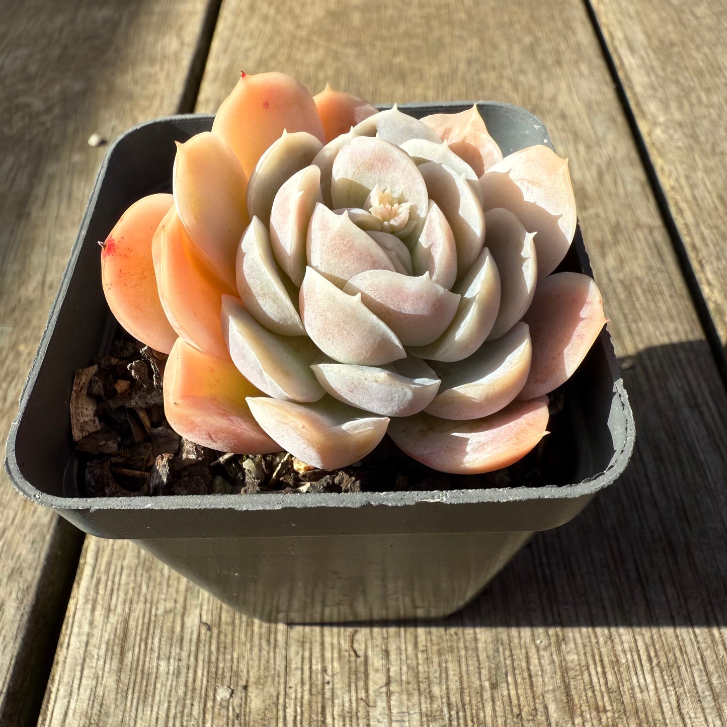 1908 Echeveria elegans 'Cream Berry'