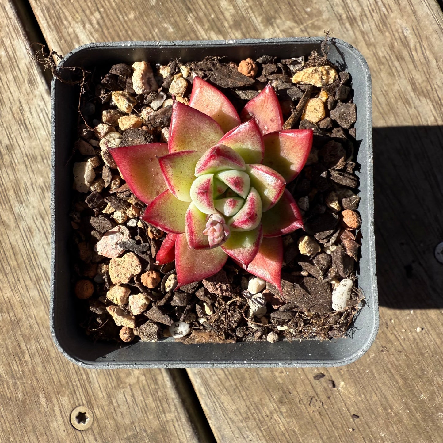 1908 Echeveria Dream Queen
