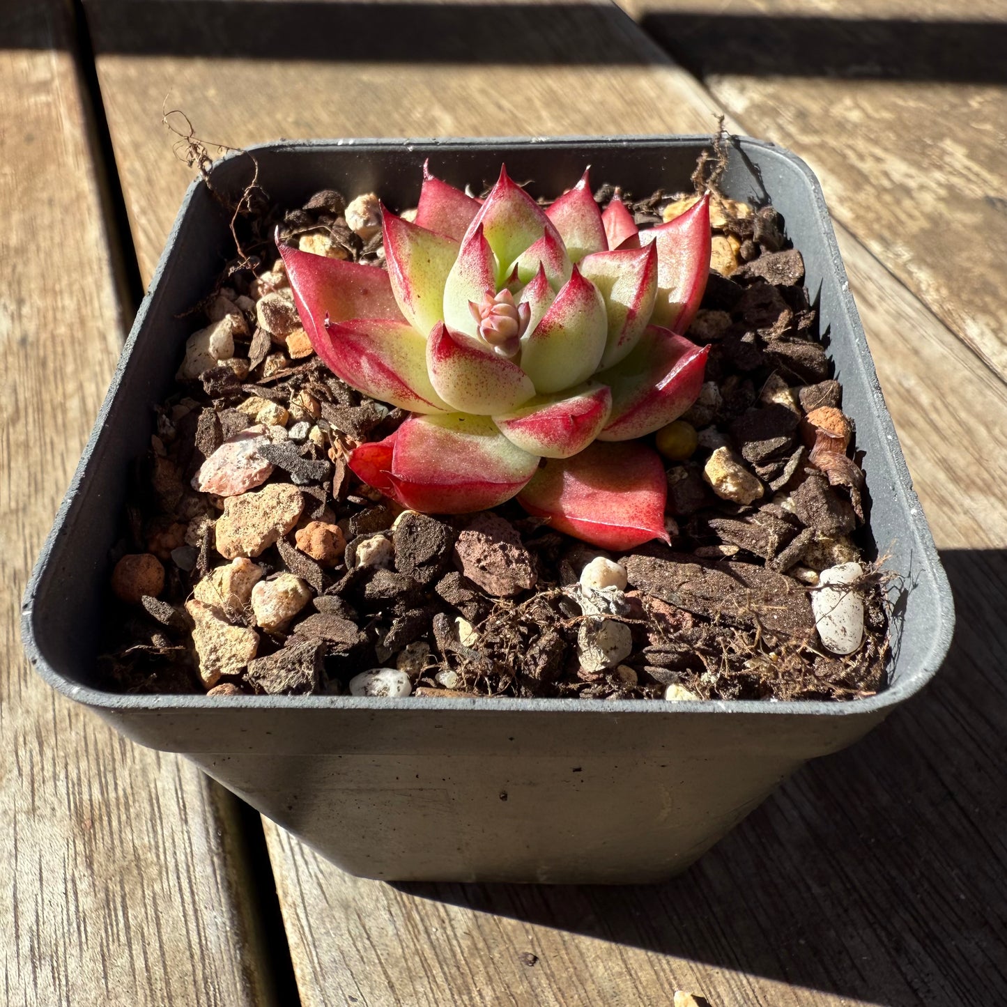1908 Echeveria Dream Queen