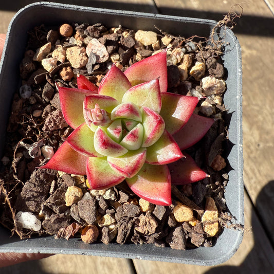 1908 Echeveria Dream Queen