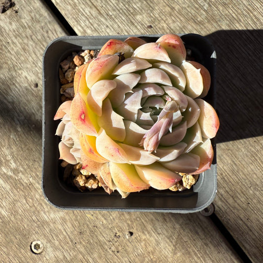 1908 Echeveria Elegans 'Crepes'