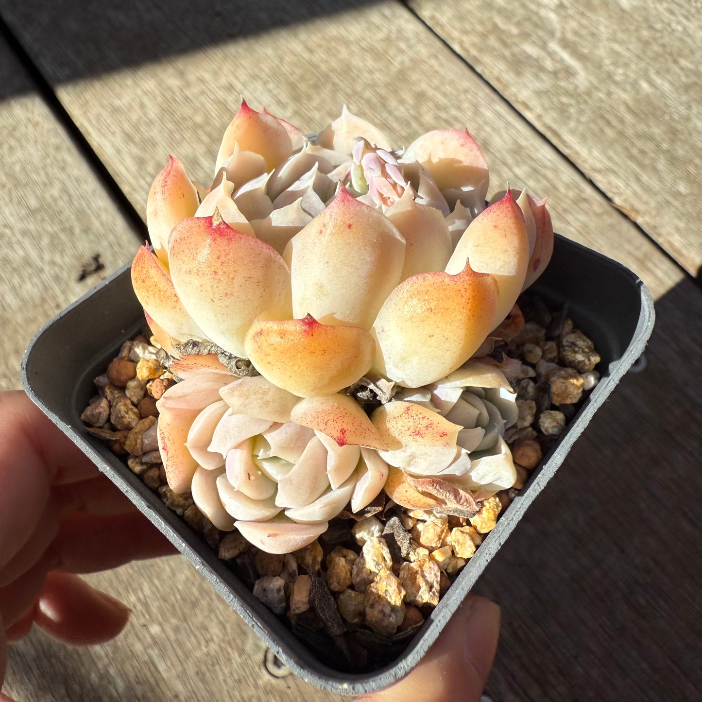 1908 月影‘可丽饼’