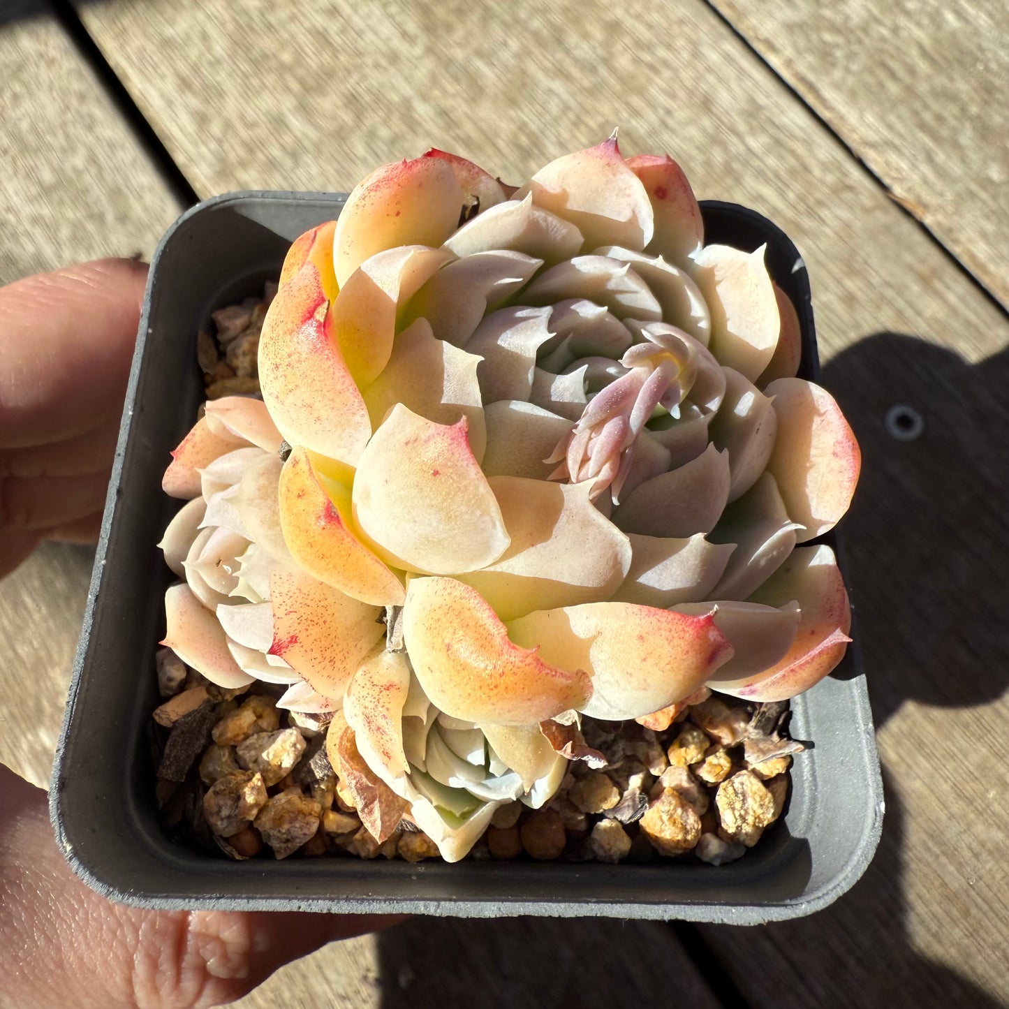 1908 月影‘可丽饼’