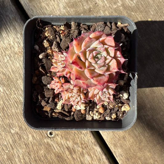 1908 Echeveria Fiona's Choice (Multi)