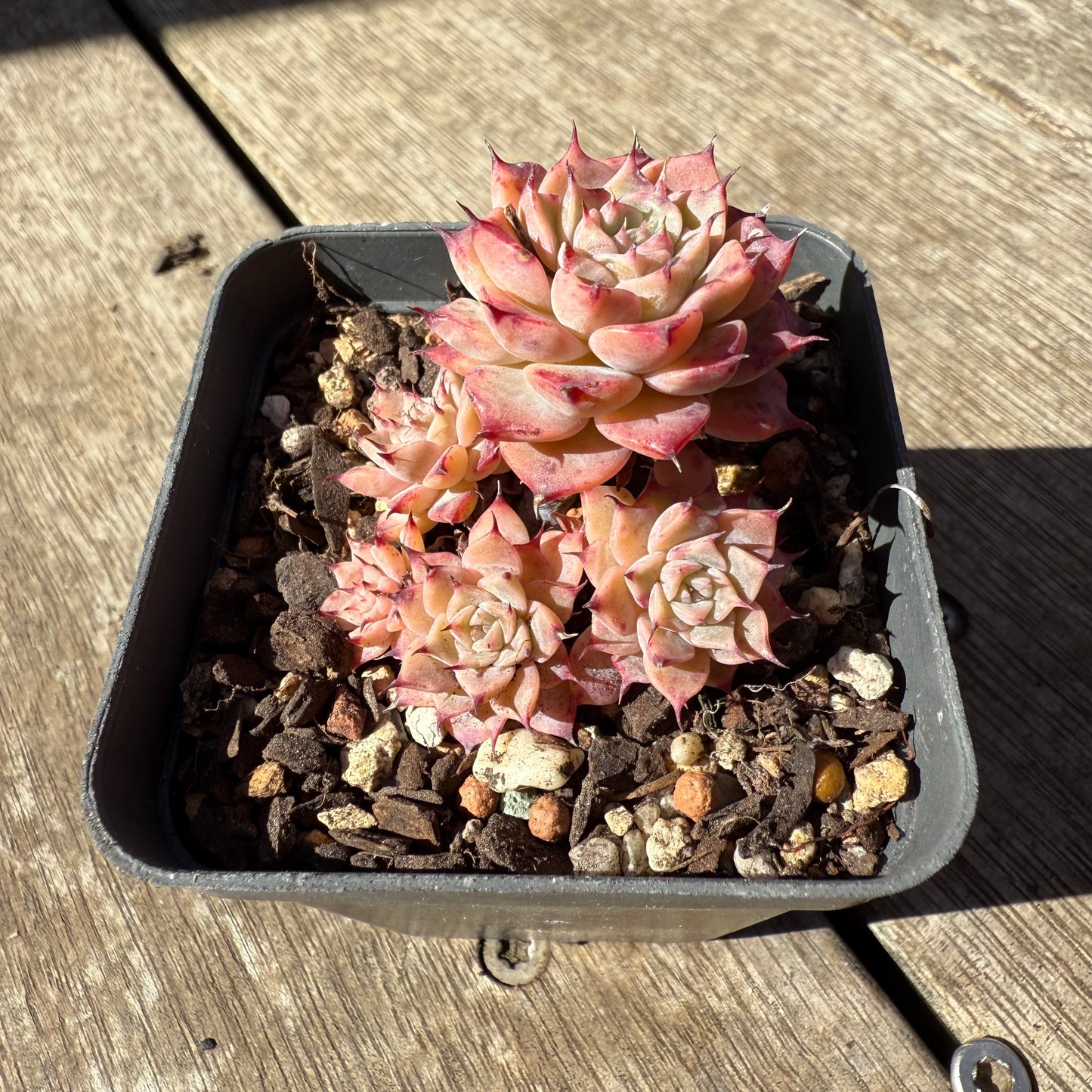 1908 Echeveria Fiona's Choice (Multi)