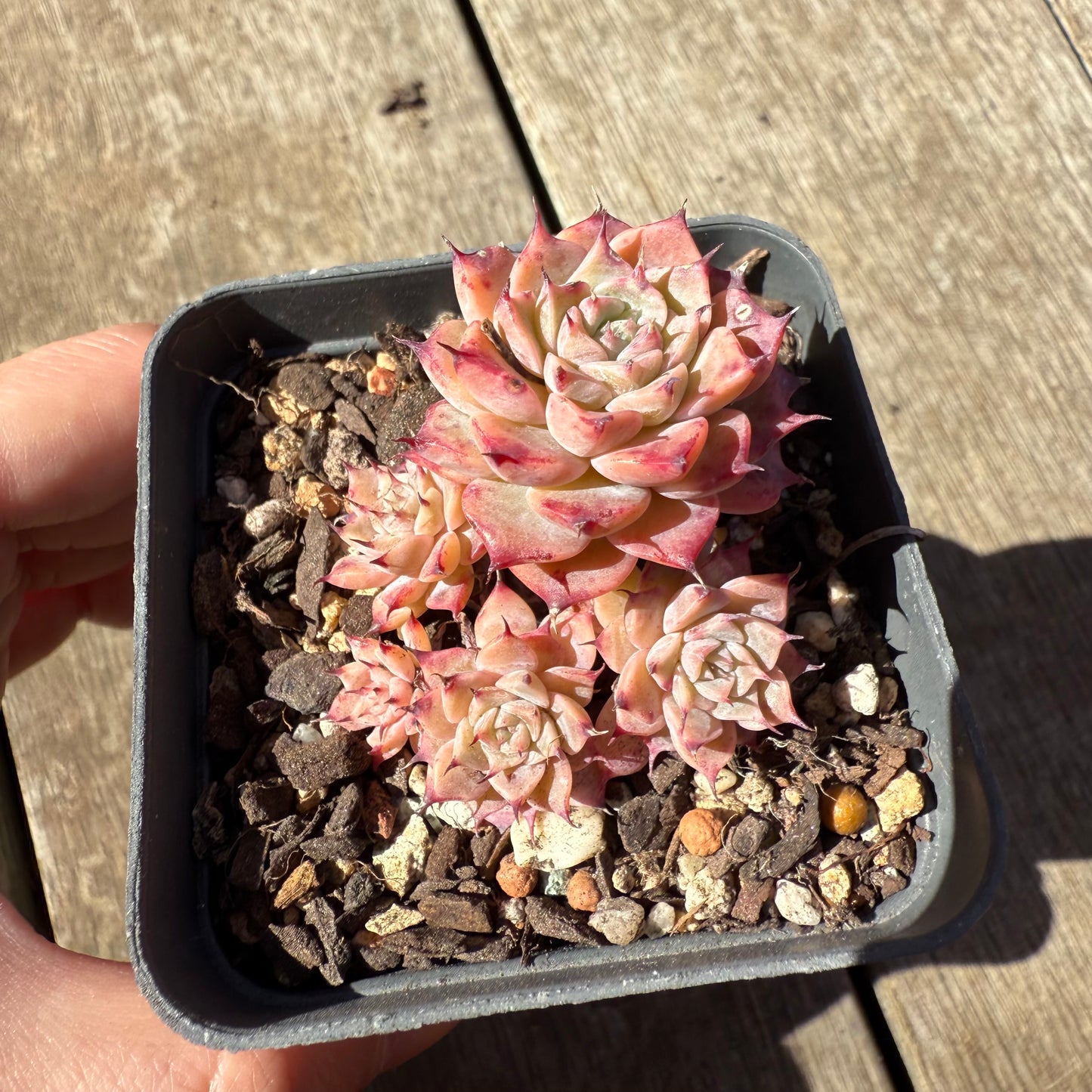 1908 Echeveria Fiona's Choice (Multi)