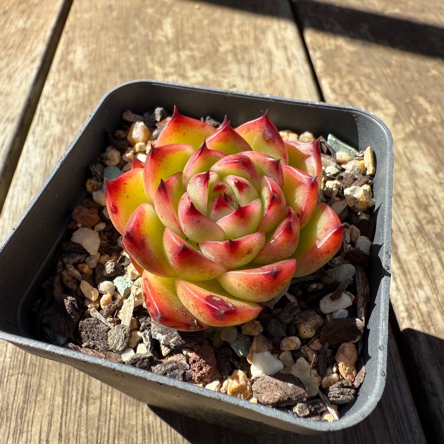 1908 Echeveria 'Moon Stone'