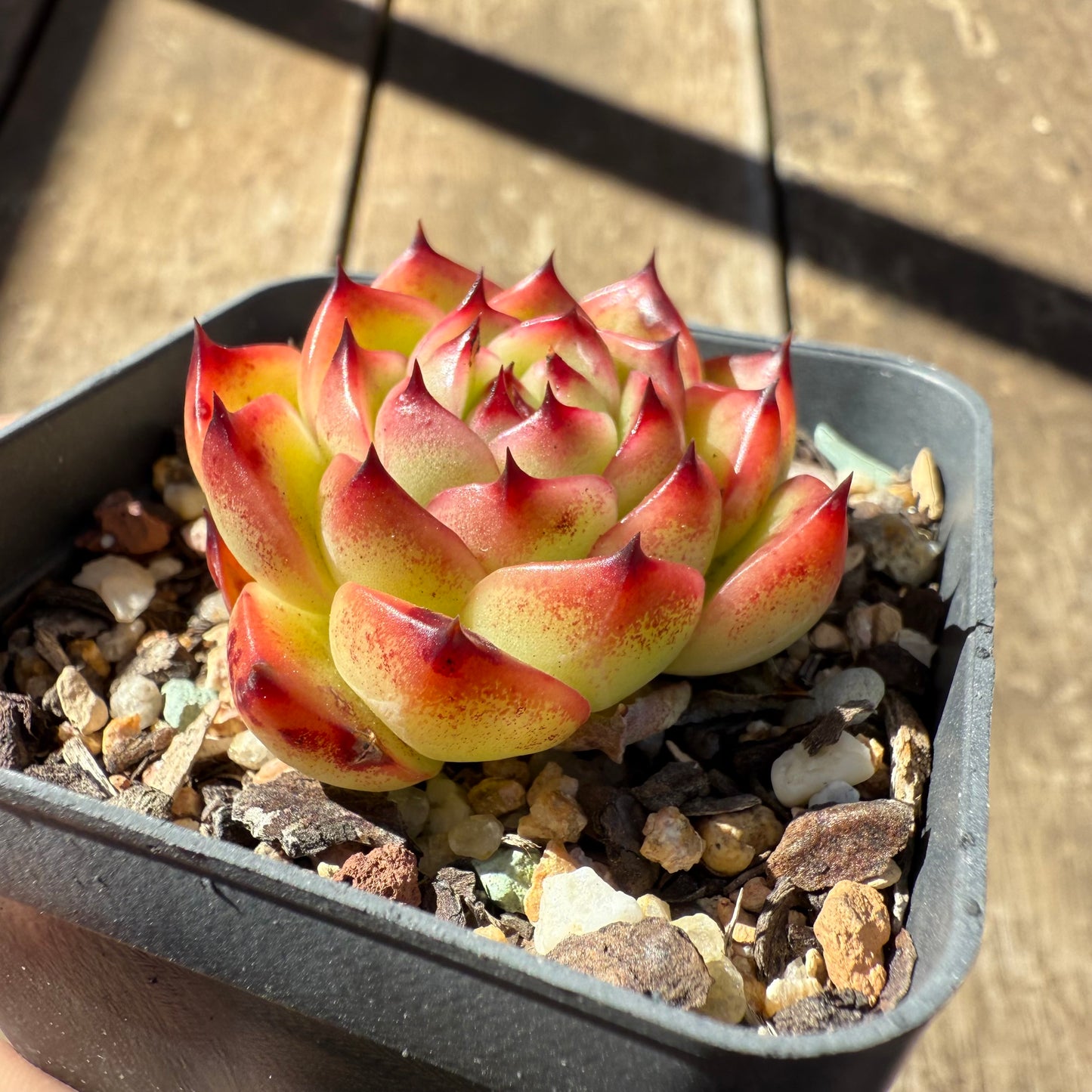 1908 Echeveria 'Moon Stone'