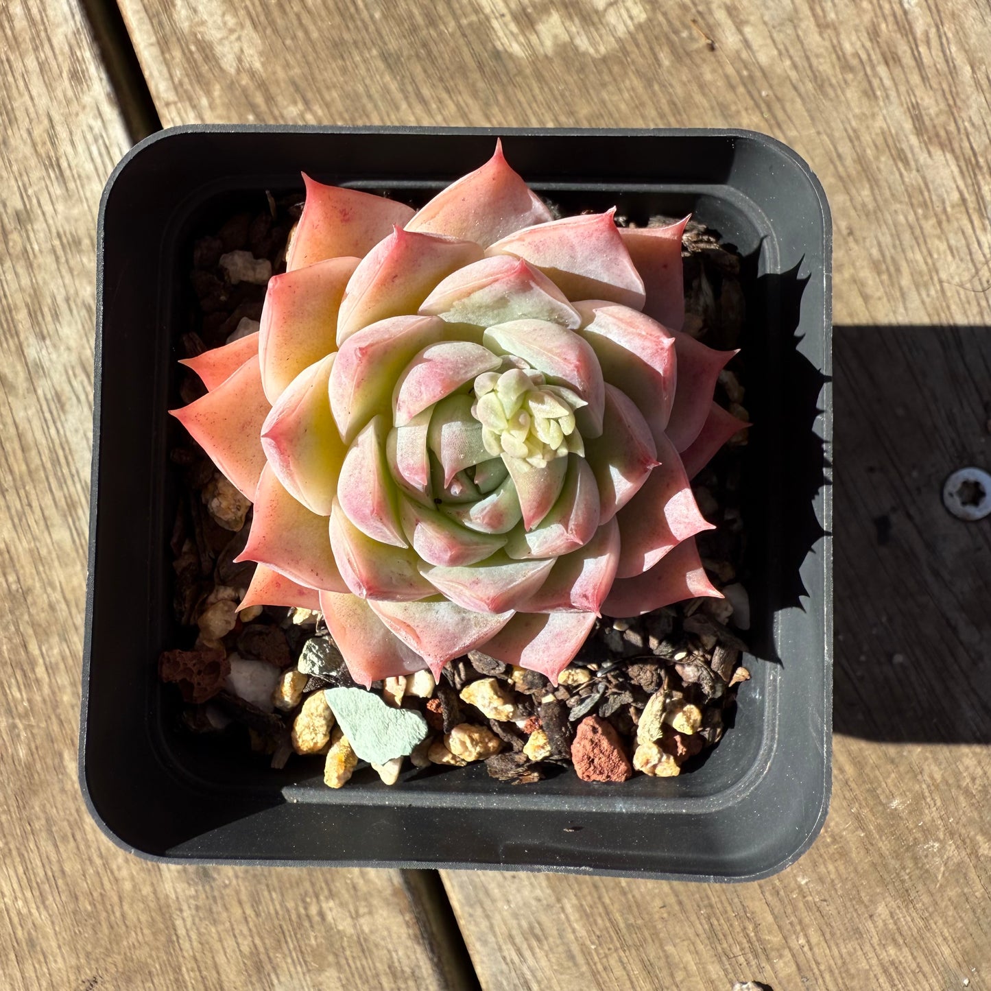 1908 Echeveria Pink Essence - Korean Form