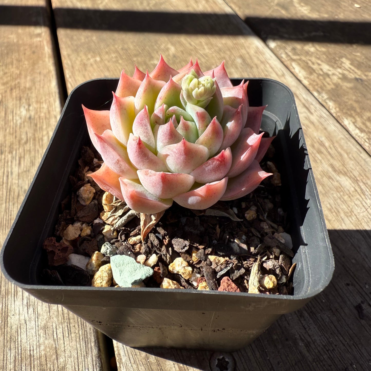 1908 Echeveria Pink Essence - Korean Form