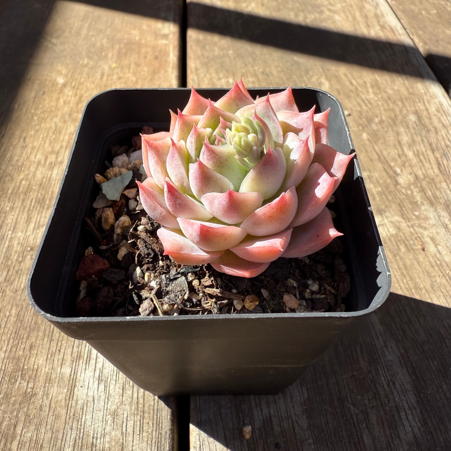 1908 Echeveria Pink Essence - Korean Form