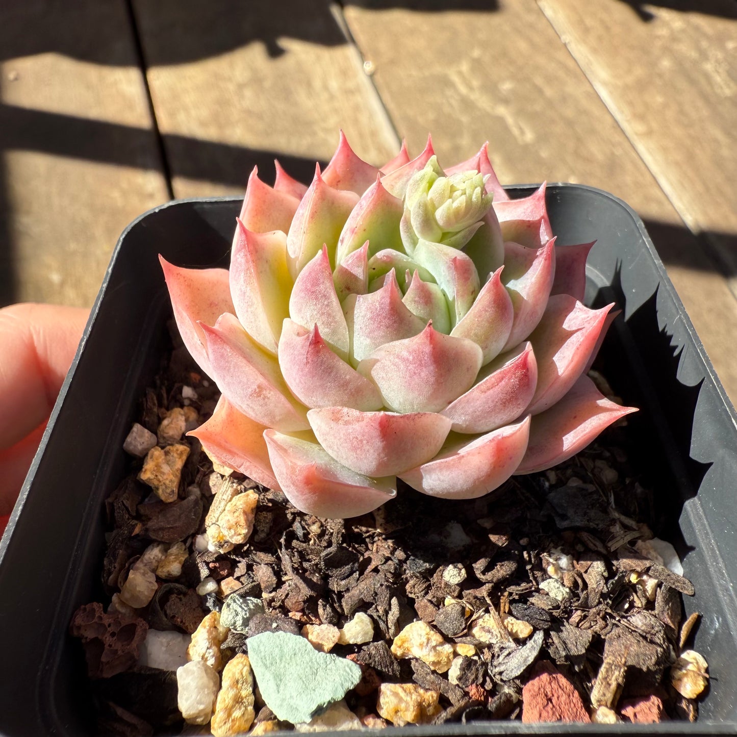 1908 Echeveria Pink Essence - Korean Form