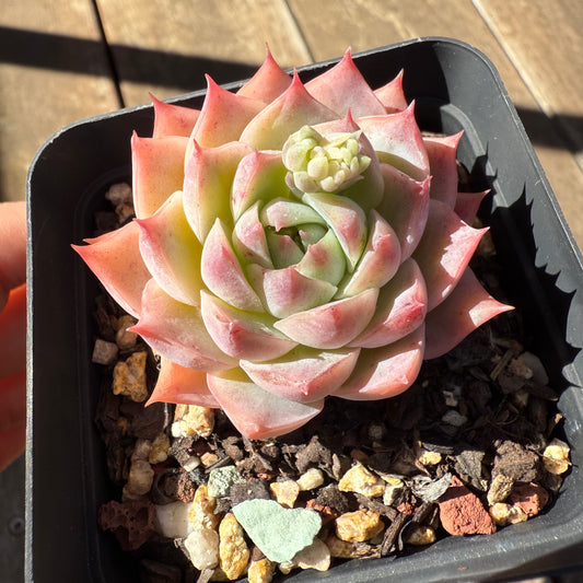 1908 Echeveria Pink Essence - Korean Form