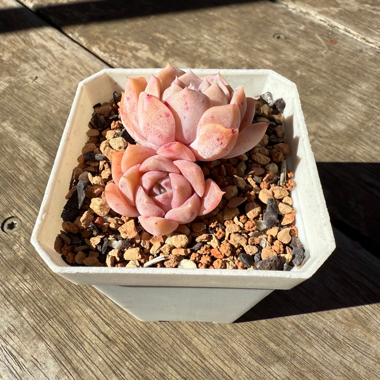 1908 Echeveria Pure Love