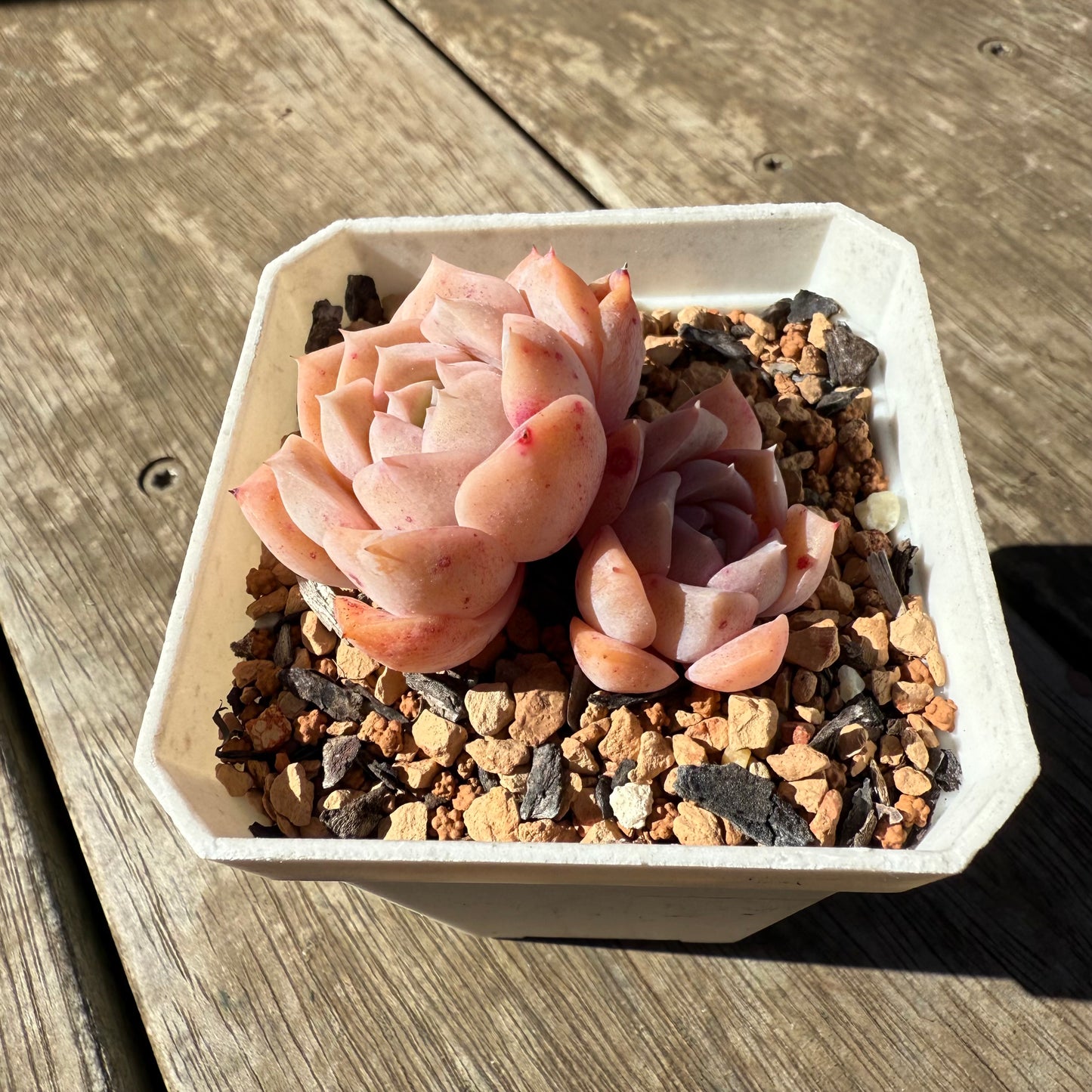 1908 Echeveria Pure Love